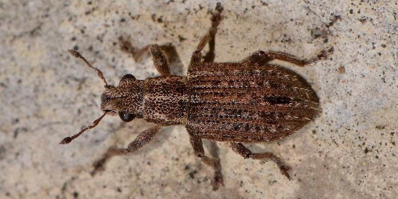 Curculionidae:  Sitona waterhousei waterhousei